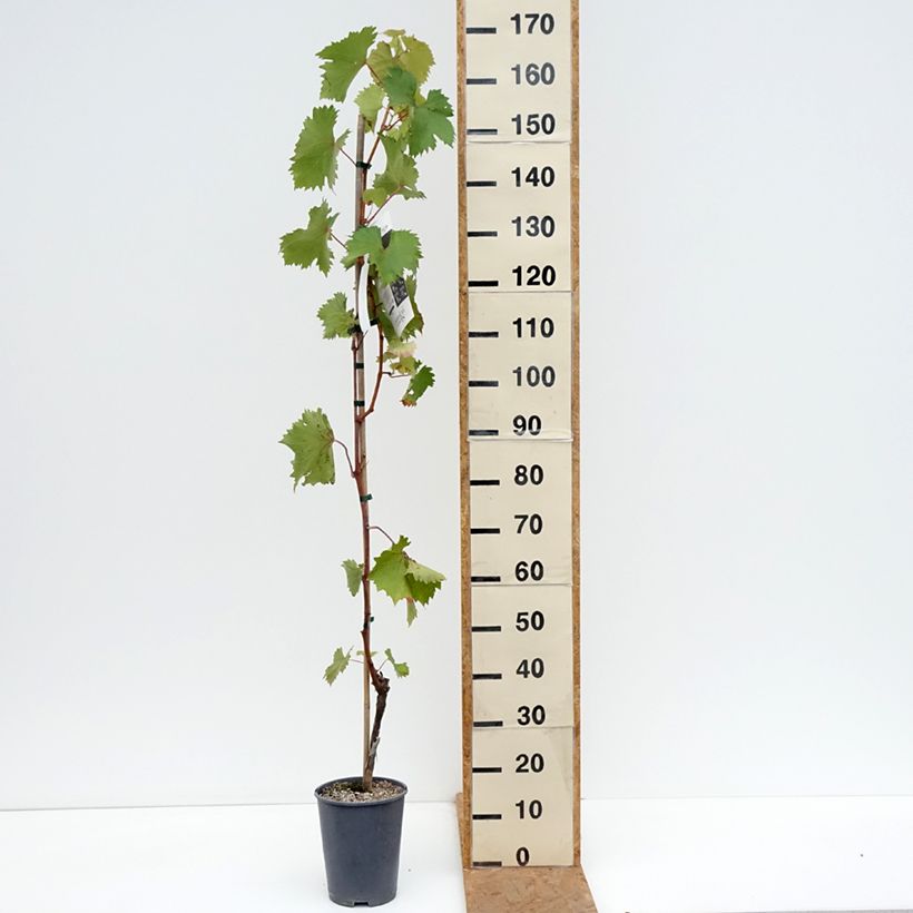 Exemplaar van Druif Katharina Pot van 4 l/5 l zoals geleverd in de herfst