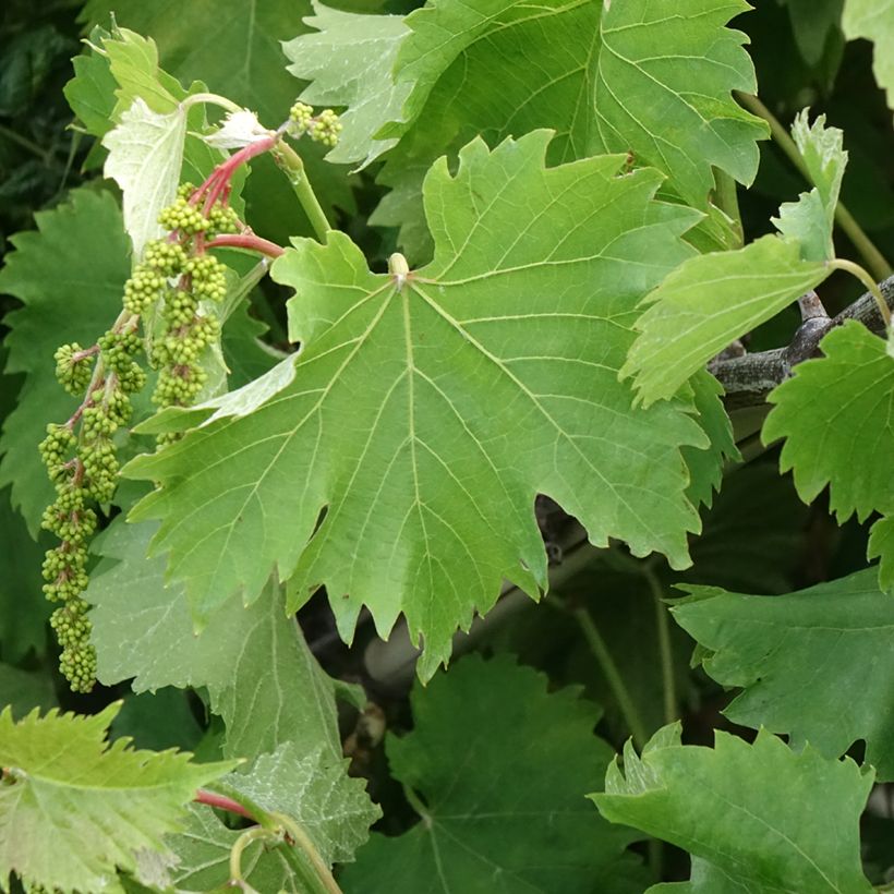 Druif Katharina (Blad)