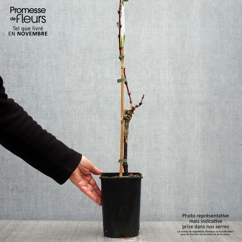 Exemplaar van Druif Lakemont Pot van 2 l/3 l zoals geleverd in de herfst
