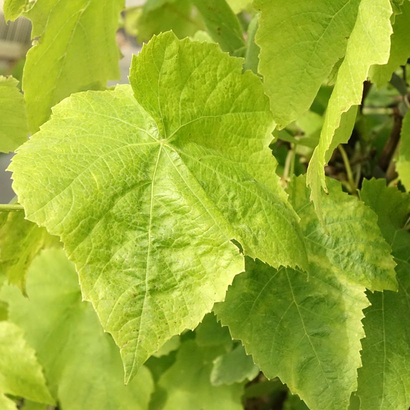 Druif Lakemont (Blad)