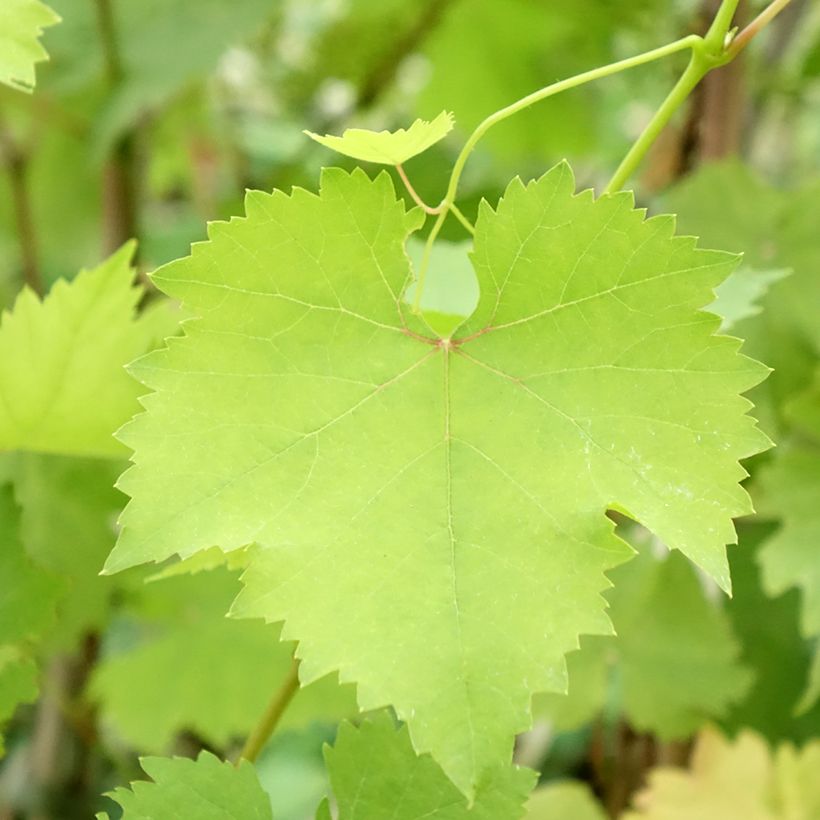 Druif Koninklijke Madeleine (Blad)