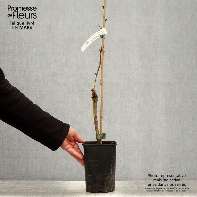 Exemplaar van Blauwe Druif Marechal Foch Pot van 2 l/3 l zoals geleverd in de lente