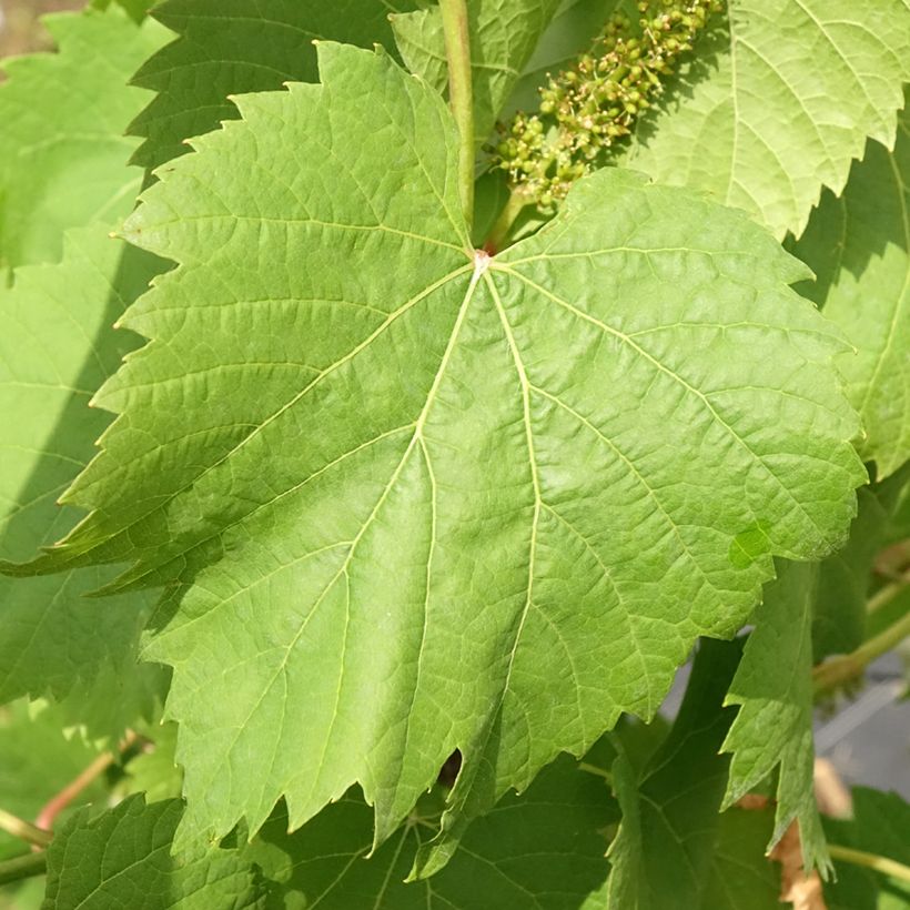 Blauwe Druif Marechal Foch (Blad)