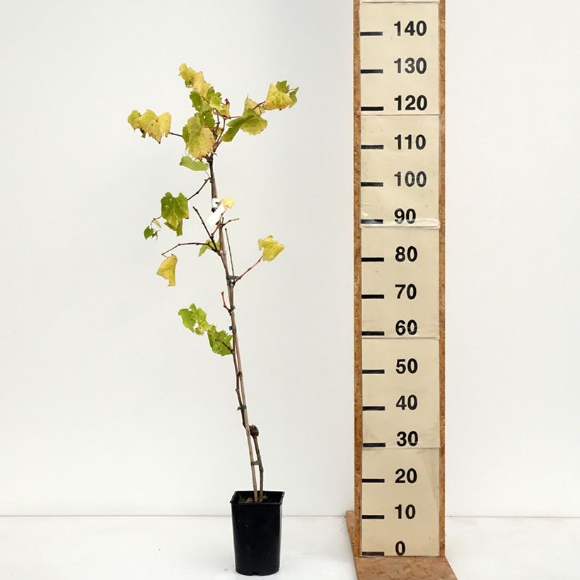 Exemplaar van Blauwe Druif Marechal Foch Pot van 2 l/3 l zoals geleverd in de herfst