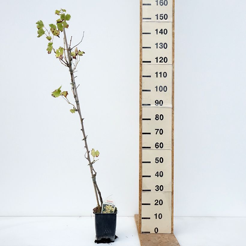 Exemplaar van Vitis Matilde - Wijnstok Pot van 3 l/4 l zoals geleverd in de herfst