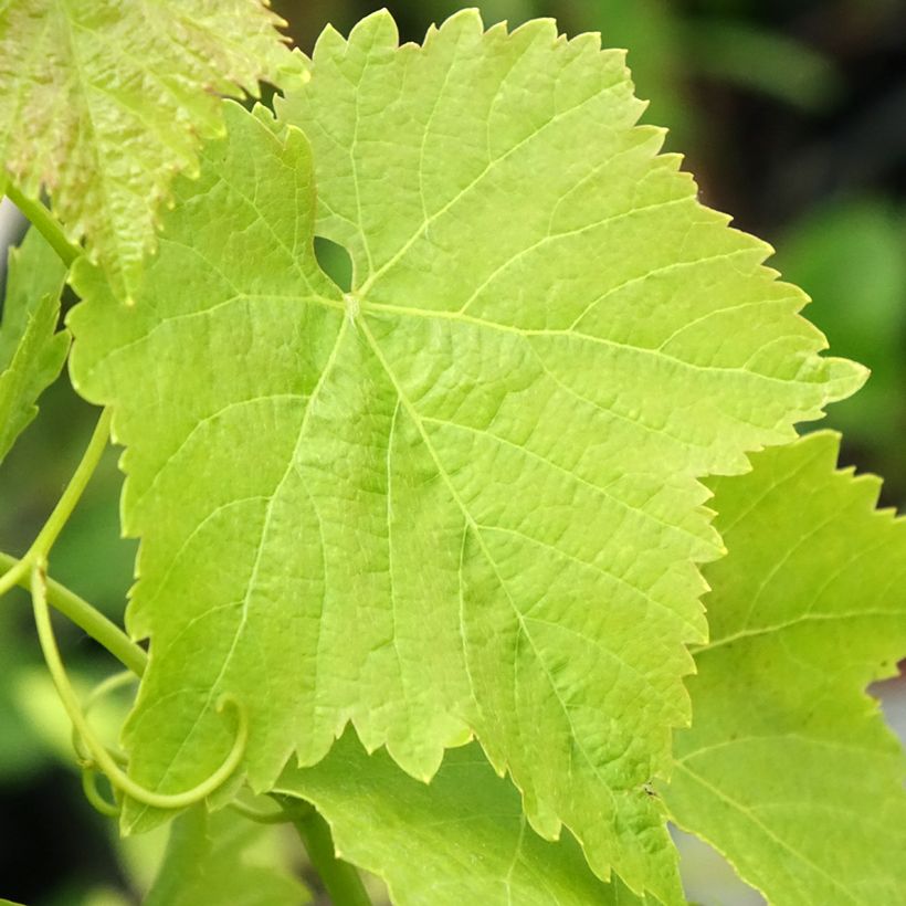 Druif Merlot (Blad)