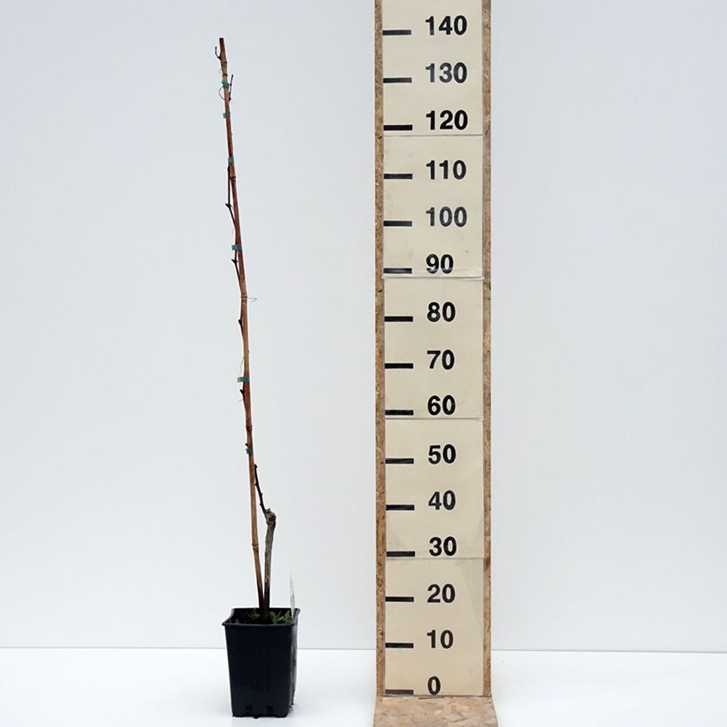 Exemplaar van Druif Moscato Monregalese Pot van 1,5 l/2 l zoals geleverd in de winter