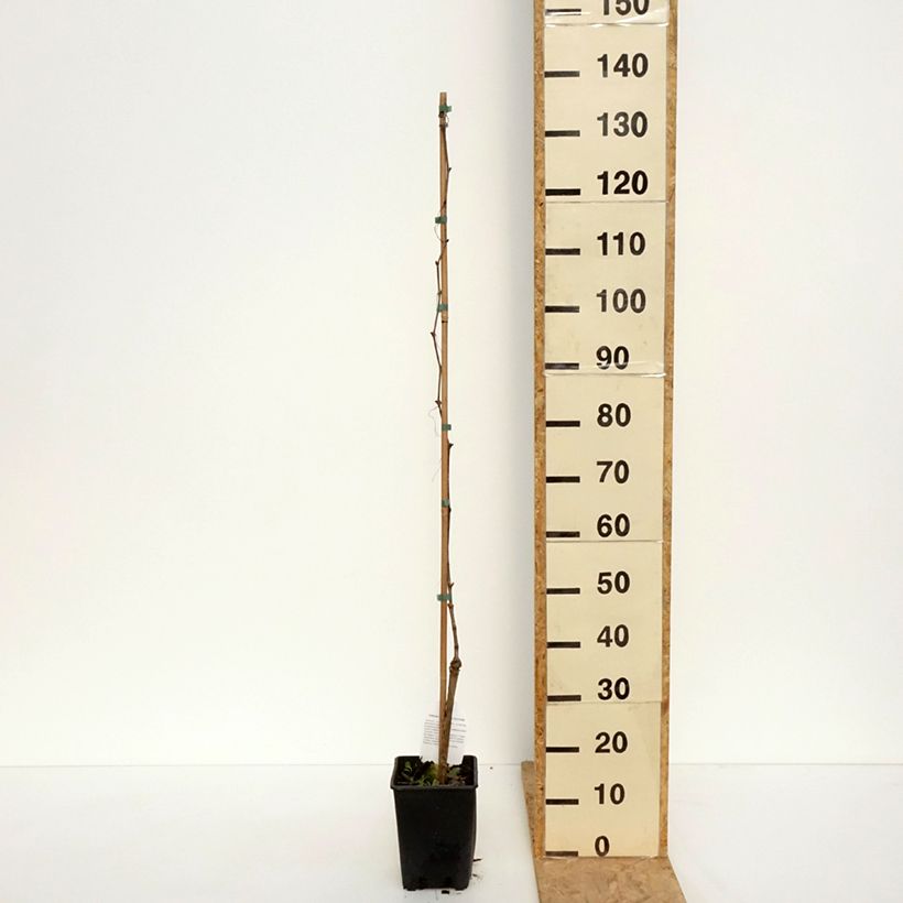 Exemplaar van Druif Moscato Monregalese Pot van 1,5 l/2 l zoals geleverd in de lente