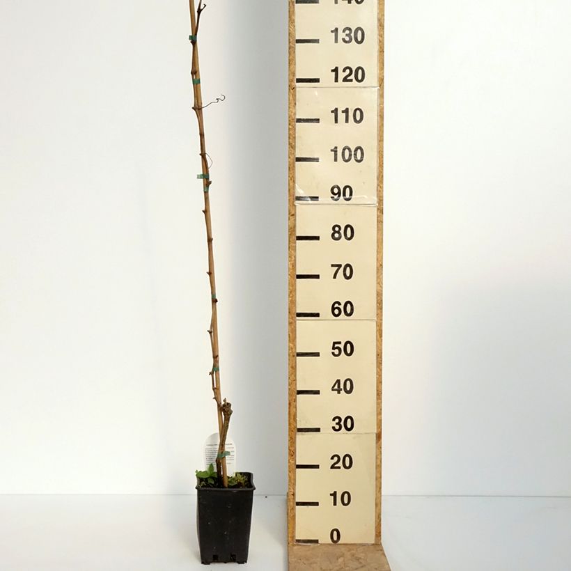 Example of Druif Moscato di Terracina Pot van 1,5 l/2 l as you get in printemps