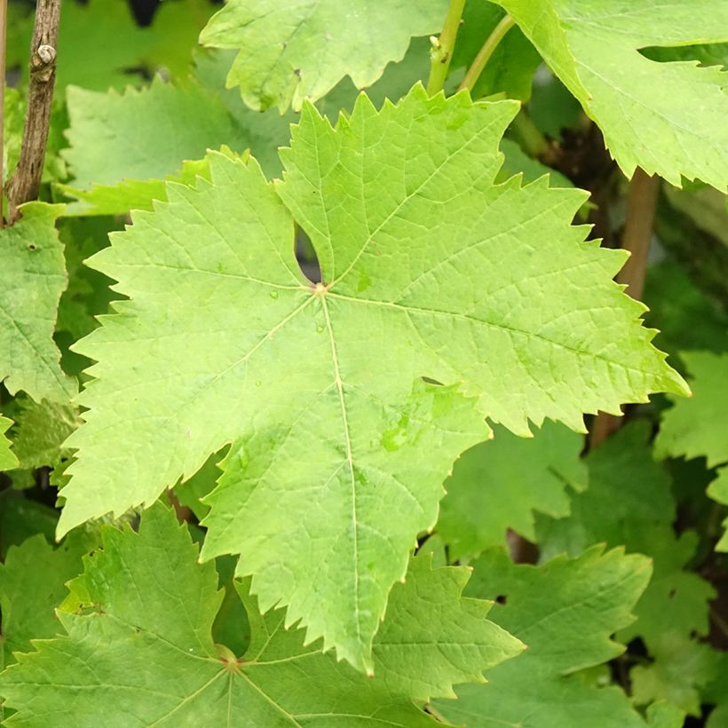 Muskaatdruif van Alexandrië (Blad)