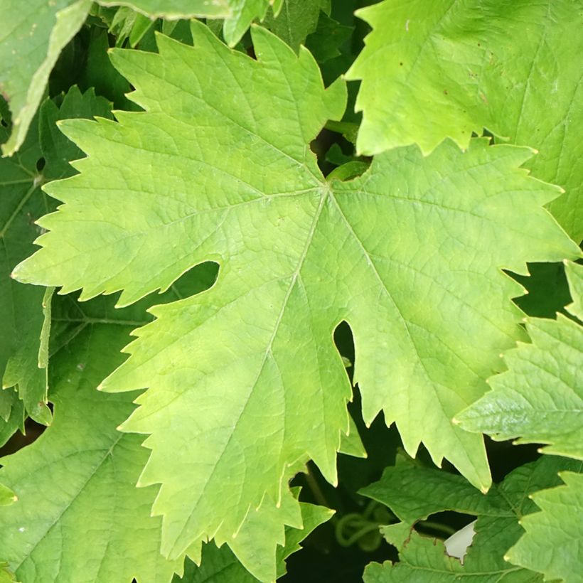 Witte kleinkorrelige muskaat (Blad)
