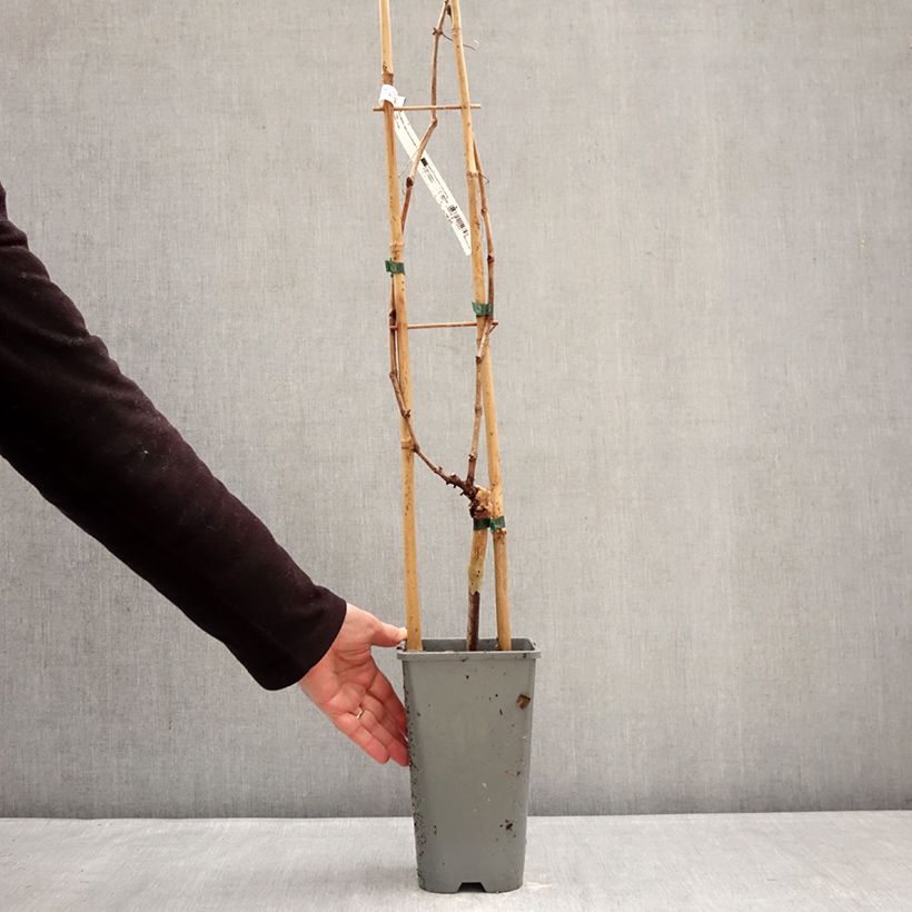 Exemplaar van Druif Muscat Rouge De Madère Pot van 2 l/3 l zoals geleverd in de winter