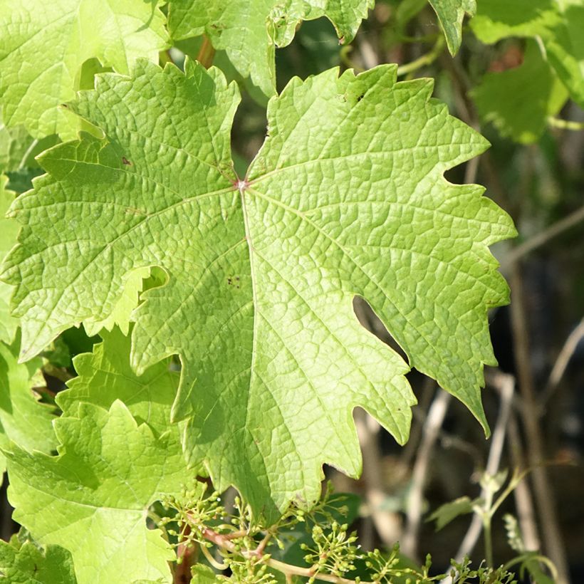 Druif Nathy-Sauvignac Vign'Happy Fruitality (Blad)