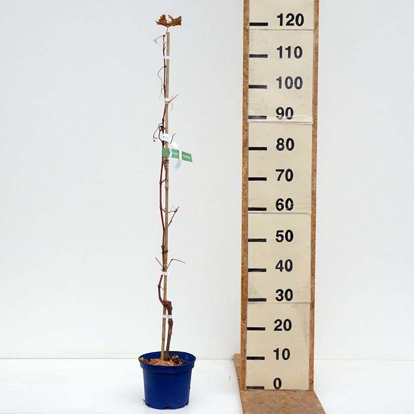 Exemplaar van Druif Nathy-Sauvignac Vign'Happy Fruitality Pot van 3 l/4 l zoals geleverd in de herfst