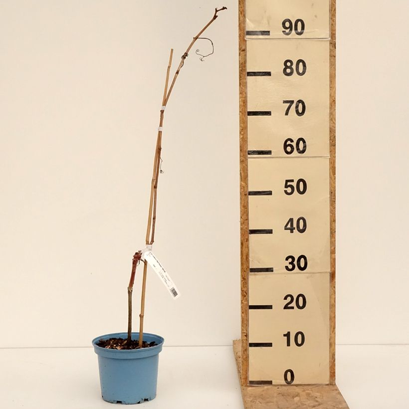 Exemplaar van Vigne Nathy-Sauvignac Vign'Happy Fruitality Pot de 3L/4L zoals geleverd in de winter