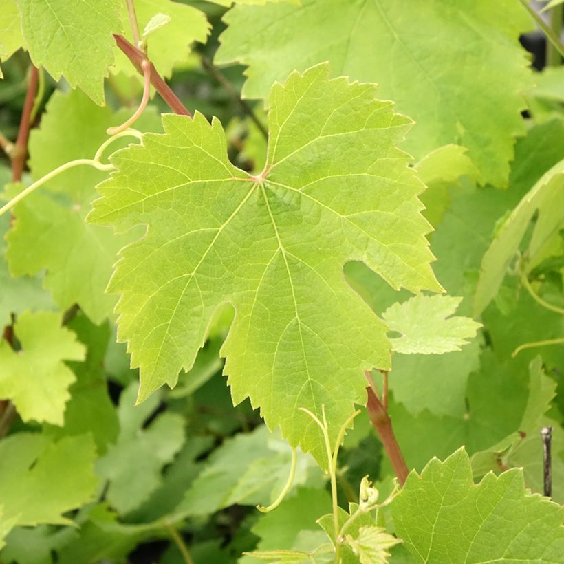 Wijndruif NebBIOlo (Blad)