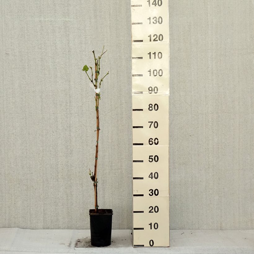 Exemplaar van Vigne New York Muscat - Vitis vinifera  Pot de 2L/3L zoals geleverd in de herfst