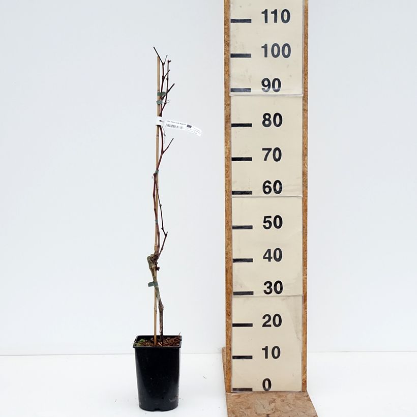 Exemplaar van Druif New York Muscat Pot van 2 l/3 l zoals geleverd in de winter