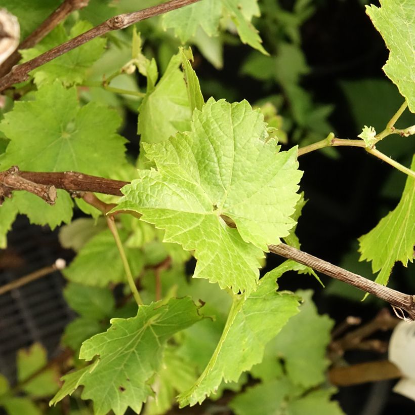 Vitis Perle de Csaba - Wijnstok (Blad)