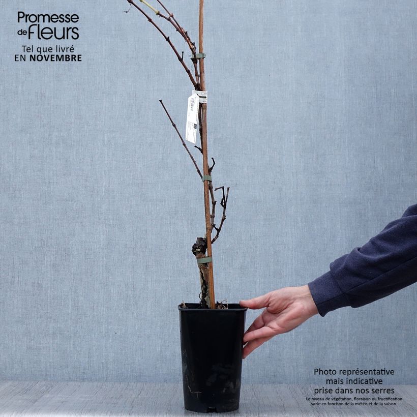 Exemplaar van Vitis Perle de Csaba - Wijnstok Pot van 1,5 l/2 l zoals geleverd in de herfst