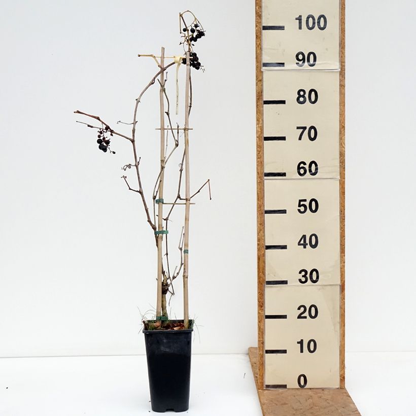 Exemplaar van Druif Petit Verdot Pot van 2 l/3 l zoals geleverd in de herfst