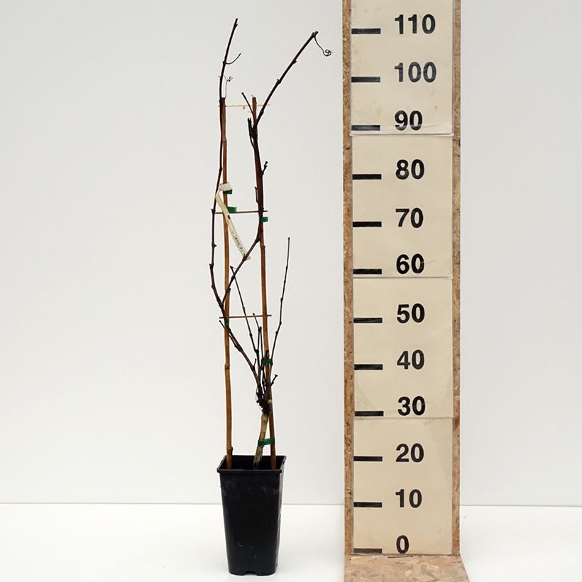 Exemplaar van Druif Petit Verdot Pot van 2 l/3 l zoals geleverd in de winter
