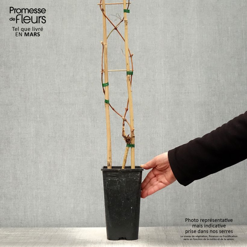 Exemplaar van Druif Petit Verdot Pot van 2 l/3 l zoals geleverd in de lente