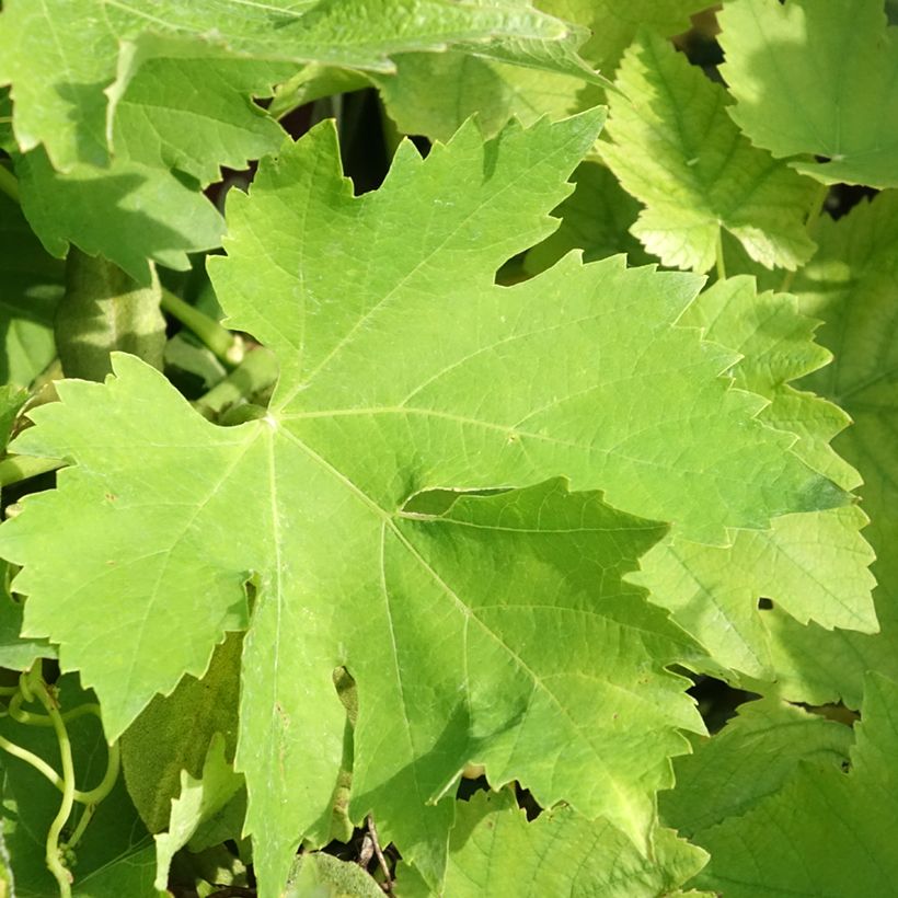Druif Petit Verdot (Blad)