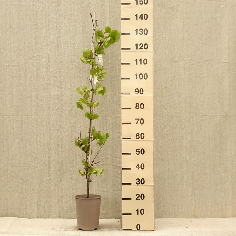 Exemplaar van Druif Philipp Pot van 4 l/5 l zoals geleverd in de zomer