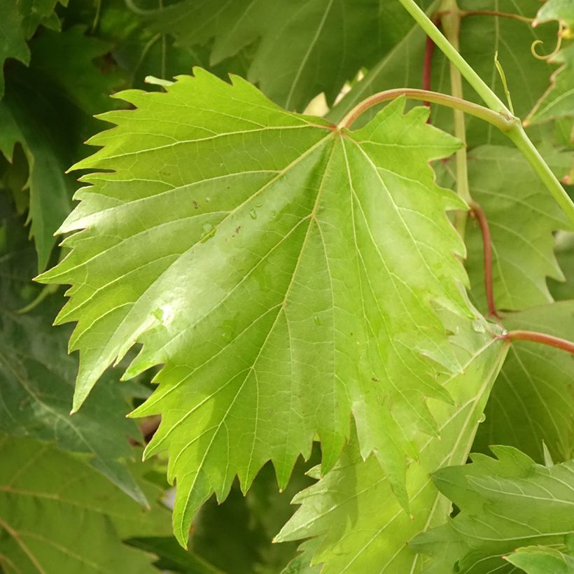 Druif Philipp (Blad)