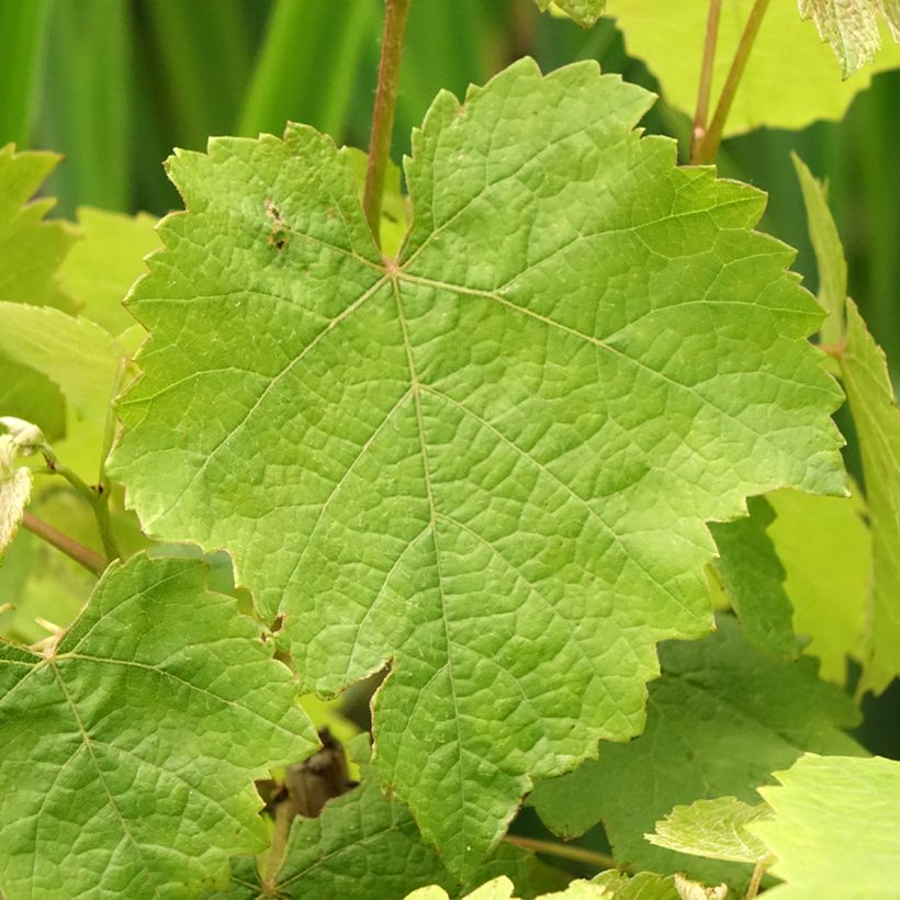 Wijnstok Patrijsvoet (Blad)