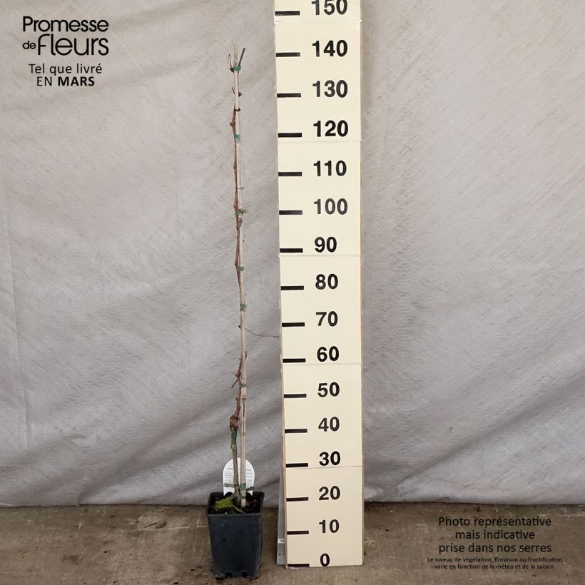 Exemplaar van Vitis Apirena Rossa - Pitloze druif Pot van 3 l/4 l zoals geleverd in de lente