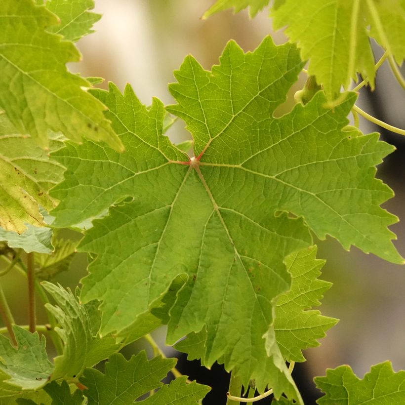 Vitis Apirena Ametista - Pitloze druif (Blad)