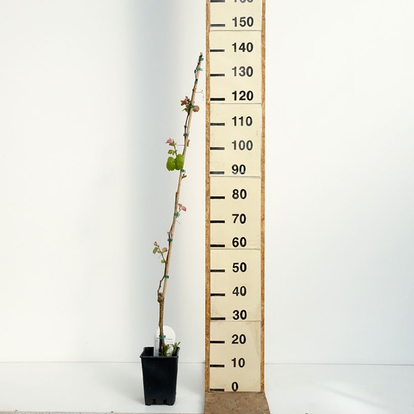 Exemplaar van Druif Smeralda Pot van 1,5 l/2 l zoals geleverd in de lente