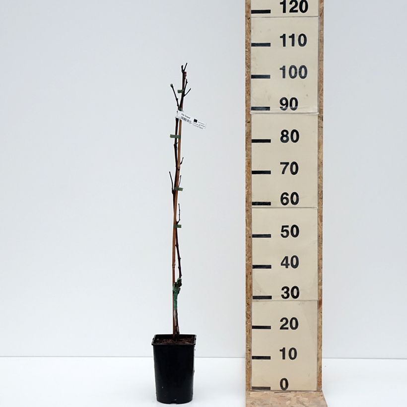 Exemplaar van Druif Solara Pot van 2 l/3 l zoals geleverd in de winter
