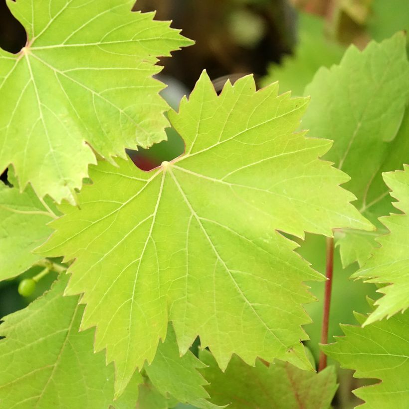 Druif Solara (Blad)