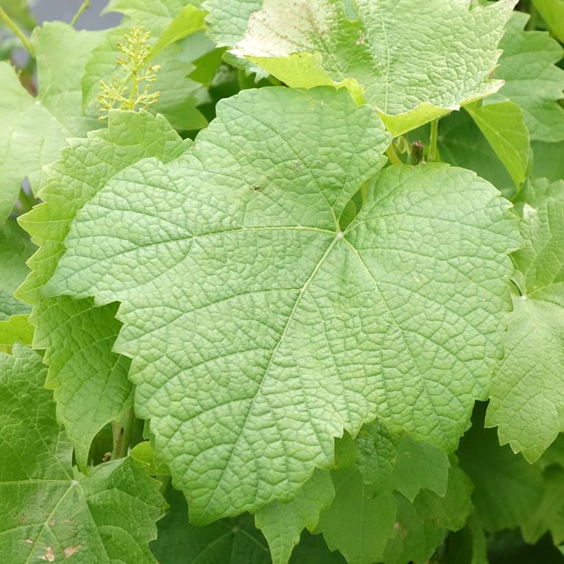 Druif Solaris (Blad)