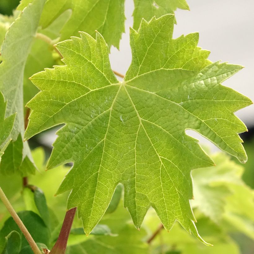 Druif Timorasso (Blad)