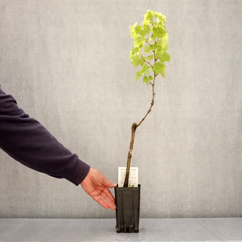 Exemplaar van Druif Timorasso Pot van 1,5 l/2 l zoals geleverd in de lente