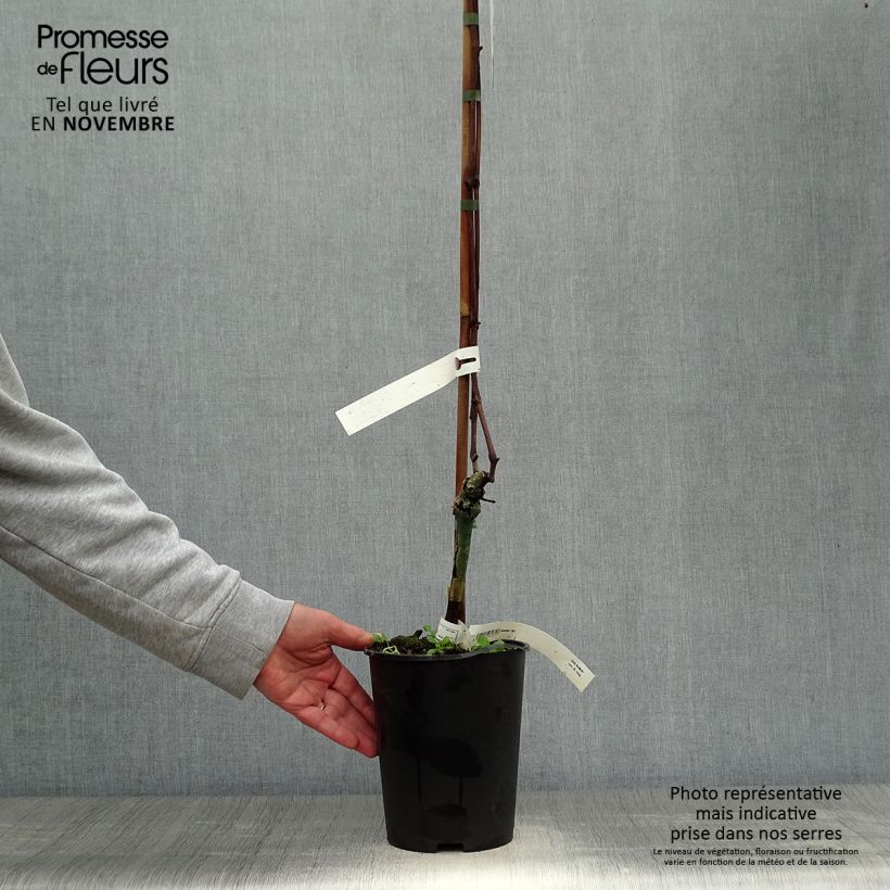 Exemplaar van Druif Venus Pot van 1,5 l/2 l zoals geleverd in de herfst