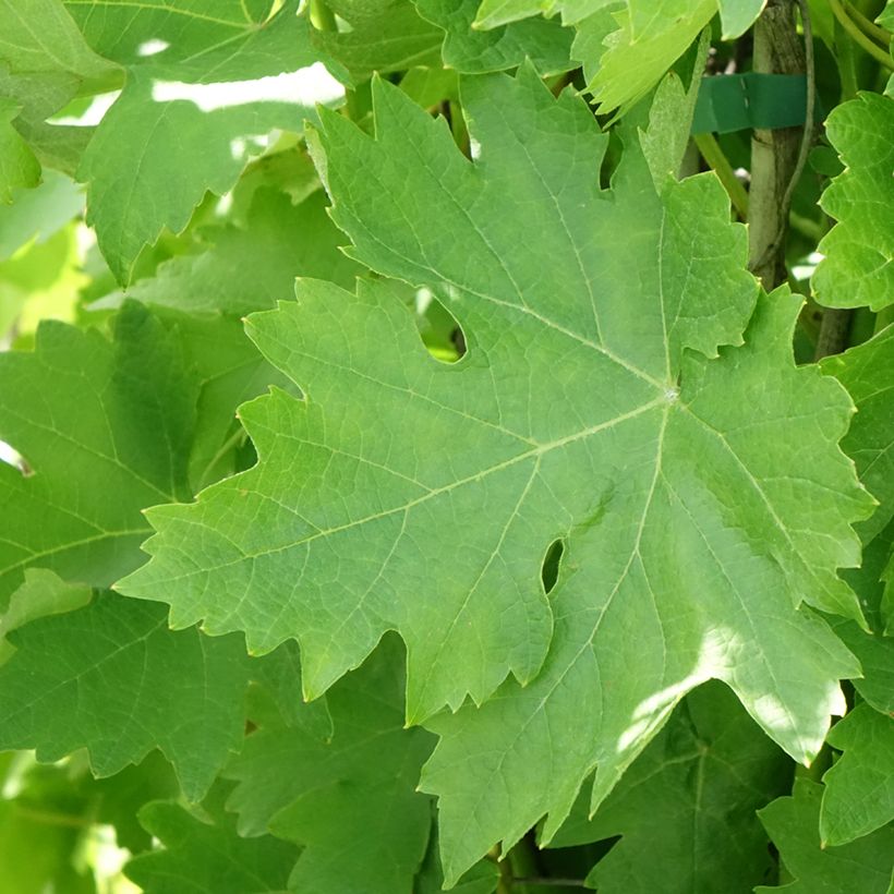 Witte druif Verdea (Blad)
