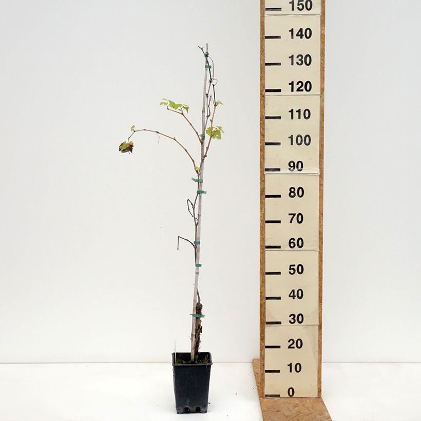 Exemplaar van Witte druif Verdea Pot van 1,5 l/2 l zoals geleverd in de herfst