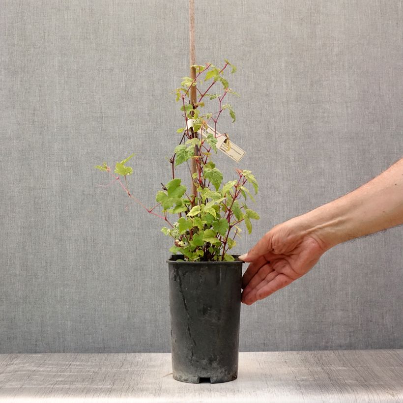 Exemplaar van Ampelopsis brevipedunculata Elegans - Wingerd Pot van 3 l/4 l zoals geleverd in de zomer