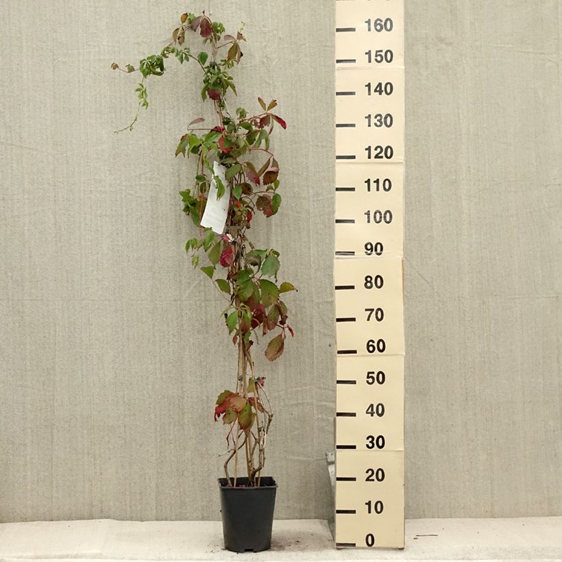 Exemplaar van Parthenocissus viteacea - Valse wingerd Pot van 4 l/5 l zoals geleverd in de zomer