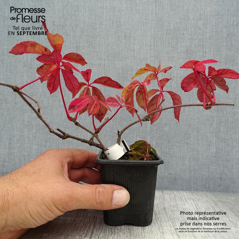 Exemplaar van Parthenocissus henryana - Chinese wilde wingerd Kweekpotje van 8/9 cm zoals geleverd in de herfst