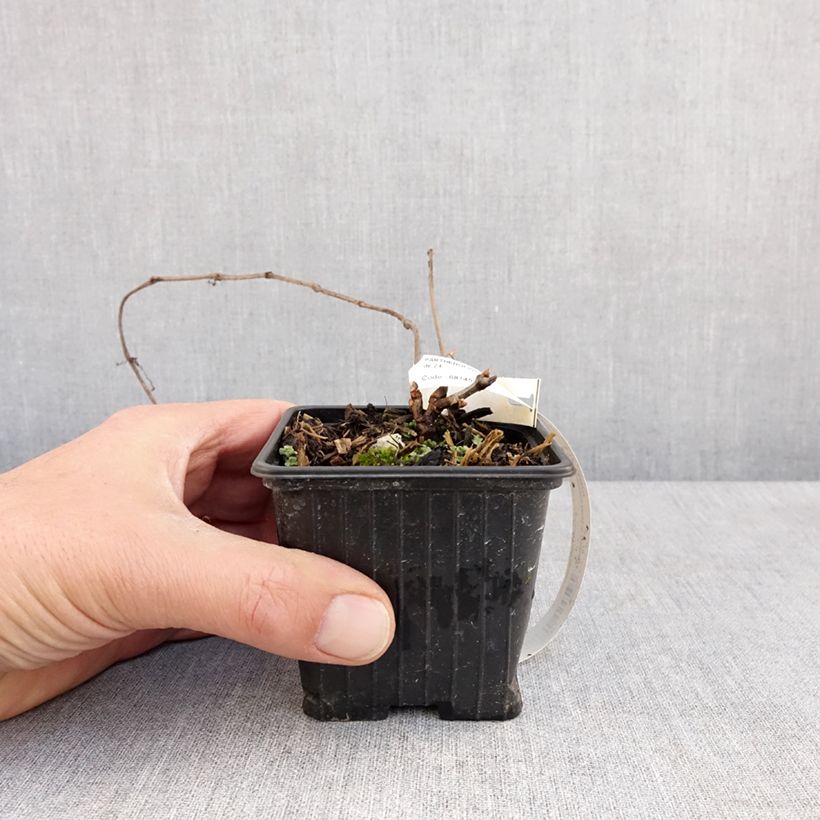 Exemplaar van Parthenocissus henryana - Chinese wilde wingerd Kweekpotje van 8/9 cm zoals geleverd in de lente