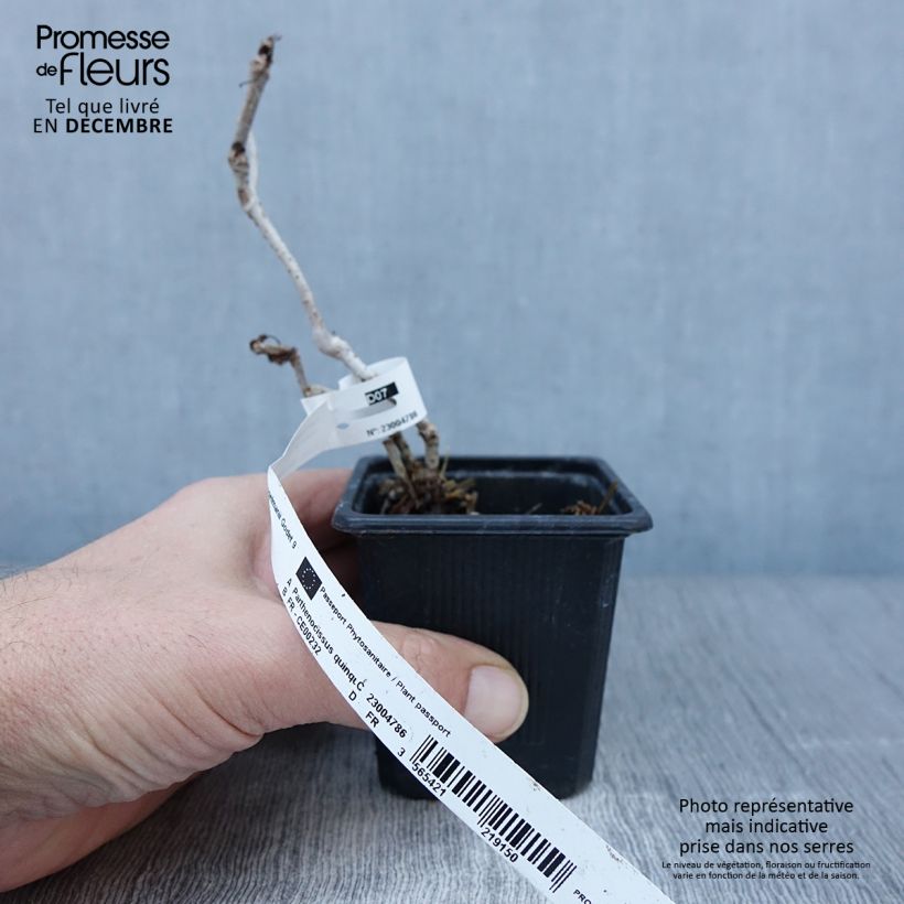 Exemplaar van Parthenocissus quinquefolia Engelmannii - Wilde wingerd Kweekpotje van 8/9 cm zoals geleverd in de herfst