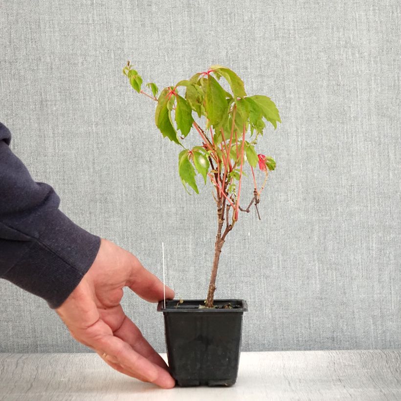 Exemplaar van Parthenocissus quinquefolia Engelmannii - Wilde wingerd Kweekpotje van 8/9 cm zoals geleverd in de zomer