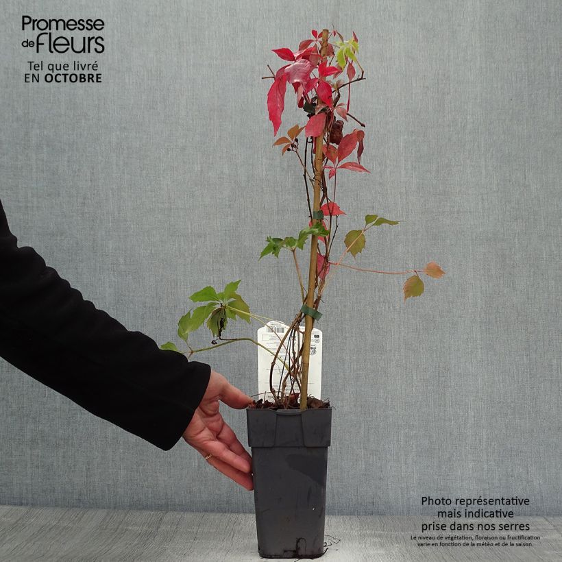 Exemplaar van Parthenocissus quinquefolia Engelmannii - Wilde wingerd Pot van 2 l/3 l zoals geleverd in de herfst
