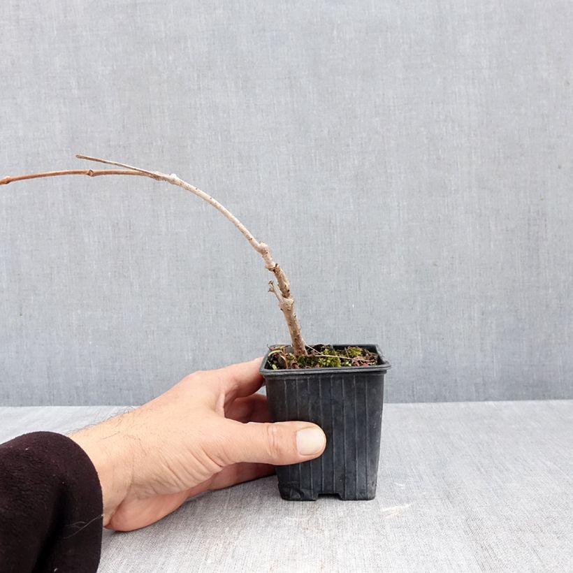Exemplaar van Parthenocissus quinquefolia Kirigami - Wilde wingerd Kweekpotje van 8/9 cm zoals geleverd in de herfst